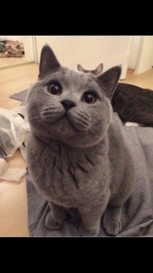 Deckkater BKH Blutgruppe A Bild 7