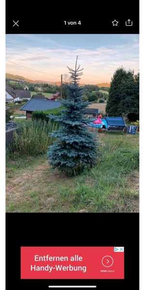Tannenbaum zum Weihnachtsfest  Bild 1