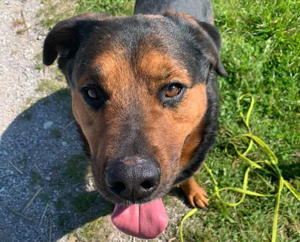 Felix, wunderschöner Rottweiler-Mix, verschmust und fährt gerne Auto