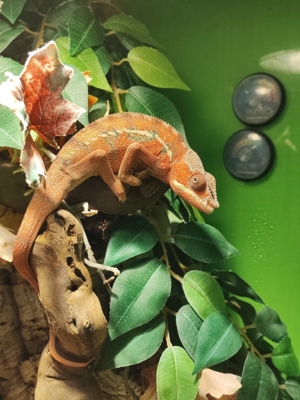 Verschiedene Pantherchameleon Fucifer pardalis Männchen Bild 7
