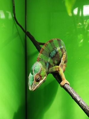 Verschiedene Pantherchameleon Fucifer pardalis Männchen Bild 9