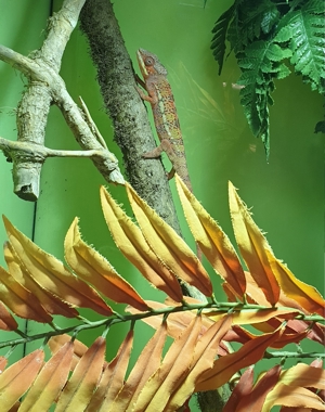Verschiedene Pantherchameleon Fucifer pardalis Männchen Bild 4