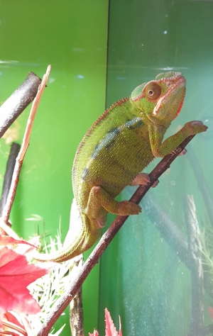 Verschiedene Pantherchameleon Fucifer pardalis Männchen Bild 2