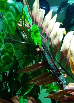 Verschiedene Pantherchameleon Fucifer pardalis Männchen Bild 10