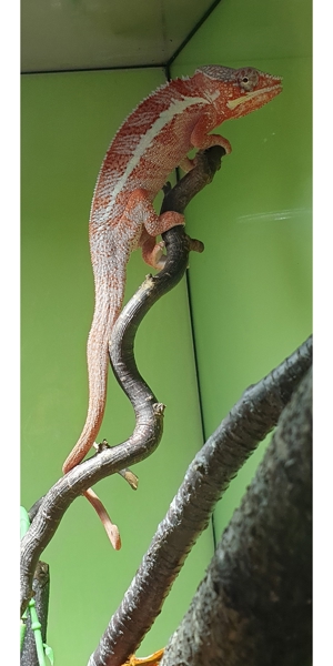 Verschiedene Pantherchameleon Fucifer pardalis Männchen Bild 3