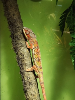 Verschiedene Pantherchameleon Fucifer pardalis Männchen Bild 8