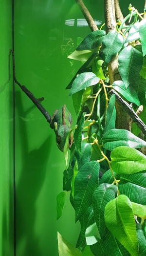 Verschiedene Pantherchameleon Fucifer pardalis Männchen Bild 6