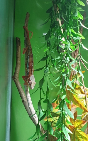 Verschiedene Pantherchameleon Fucifer pardalis Männchen Bild 5
