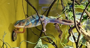 Verschiedene Pantherchameleon Fucifer pardalis Männchen