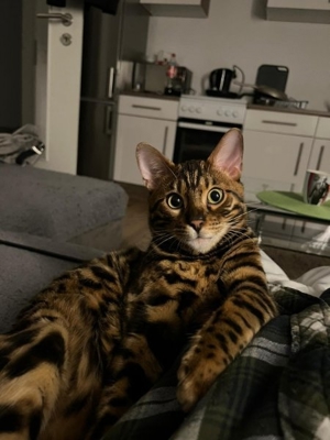 Bengal dekkater