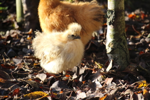 Zwergseidenhühner Jungtiere 3-5 Monate alt verschiedene Farben Bild 2