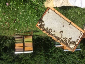 Friedliche Carnica Bienen Völker und Ableger Zandermaß Bild 3