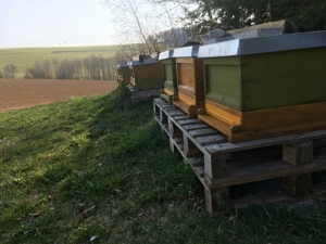Friedliche Carnica Bienen Völker und Ableger Zandermaß Bild 1