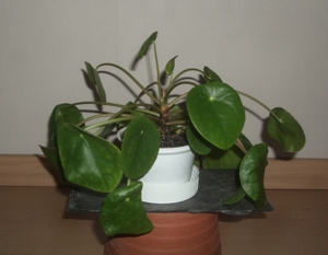 Ufopflanze Pilea peperomioides, Bauchnabelpflanze, 6 Stück Bild 3