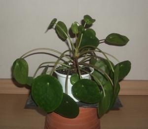 Ufopflanze Pilea peperomioides, Bauchnabelpflanze, 6 Stück Bild 2