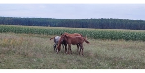 Reitbeteiligung Pferd sucht Mensch