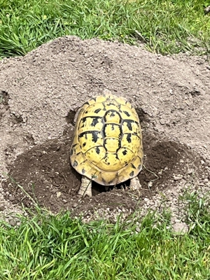 Griechische Landschildkröten Thb Schildkröte