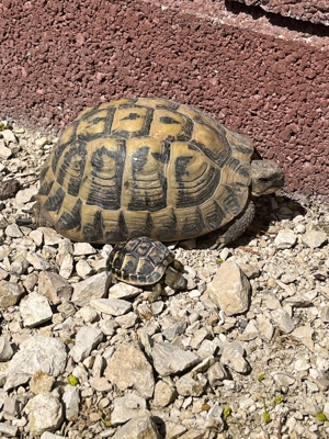 Griechische Landschildkröten Schildkröte Thh