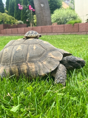 Breitrand Schildkröte Landschildkröte Tm