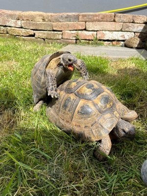 Maurische Landschildkröte Tgi Schildkröte 