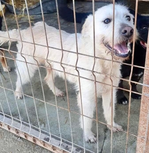 DIAMOND sucht sein Singlekörbchen bei erfahrenen Menschen! Bild 6