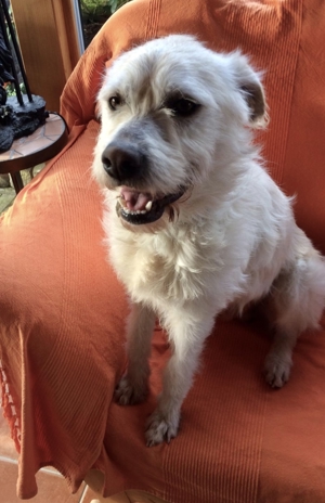 DIAMOND sucht sein Singlekörbchen bei erfahrenen Menschen! Bild 3