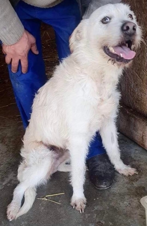 DIAMOND sucht sein Singlekörbchen bei erfahrenen Menschen! Bild 10