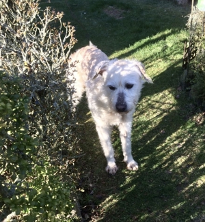 DIAMOND sucht sein Singlekörbchen bei erfahrenen Menschen! Bild 2