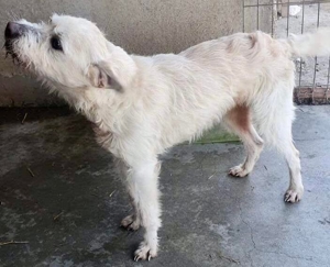 DIAMOND sucht sein Singlekörbchen bei erfahrenen Menschen! Bild 7