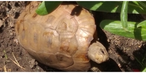 Indotestudo Elongata - Gelbkopfschildkröten Bild 2