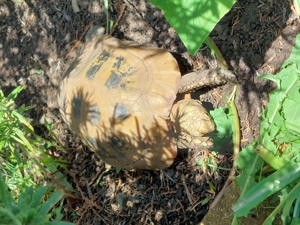 Indotestudo Elongata - Gelbkopfschildkröten Bild 4