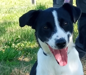 BOBI - ist sozial, freundlich, ein Familienhund, der im Obdachlosenasyl liebevoll umsorgt wird