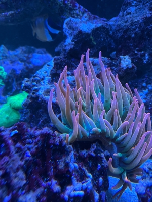 Entacmaea quadricolor sunburst