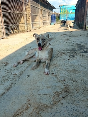 Flint sucht seit 3 Jahren ein Zuhause Bild 5