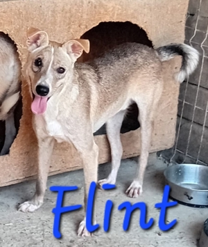 Flint sucht seit 3 Jahren ein Zuhause Bild 7