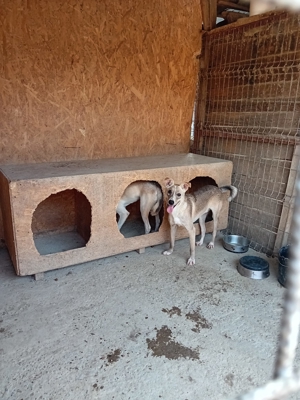 Flint sucht seit 3 Jahren ein Zuhause Bild 6