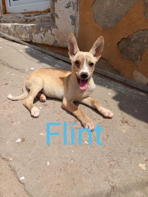 Flint sucht seit 3 Jahren ein Zuhause Bild 2