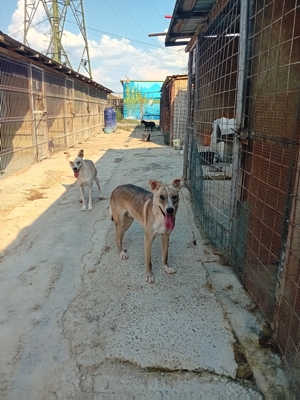 Flint sucht seit 3 Jahren ein Zuhause Bild 4