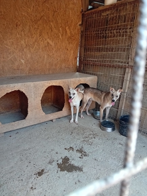 Flint sucht seit 3 Jahren ein Zuhause Bild 3