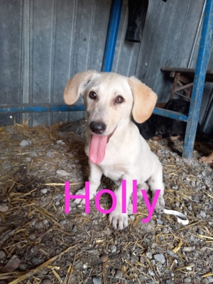 Holly