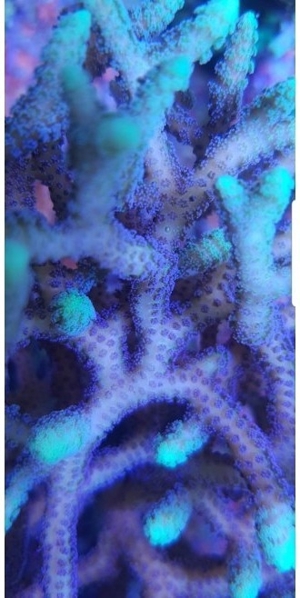 seriatopora bicolor helllila mit gelben spitzen Meerwasser korallen sps acropora