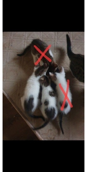 4 Erwachsene Katzen zu verschenken! Bild 3