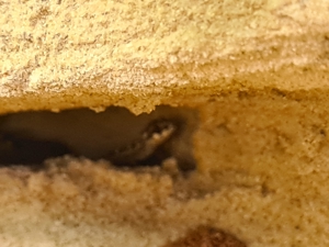 Hemidactylus Imbricatus Rübenschwanz Viperngecko Bild 7