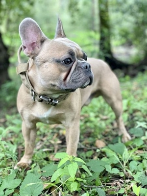 Französische Bulldogge Deckrüde