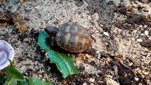 Verkaufe griechische Landschildkröte NZ 2025 Bild 5