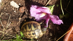 Verkaufe griechische Landschildkröte NZ 2025 Bild 2