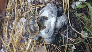 Verkaufe griechische Landschildkröte NZ 2025 Bild 3