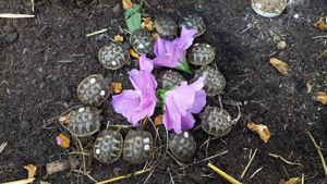 Verkaufe griechische Landschildkröte NZ 2025 Bild 7