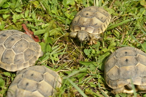 Maurische Landschildkröten, T. graeca aus 2023 m. Cites Bild 5