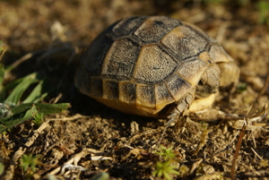 Maurische Landschildkröten, T. graeca aus 2023 m. Cites Bild 2